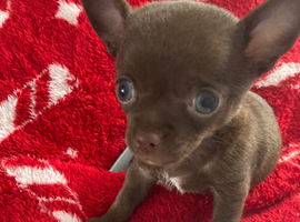 BEAUTIFUL CHOCOLATE PUREBRED MALE CHIHUAHUA PUPPY