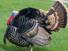 Male turkey