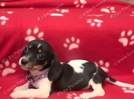 Rare and unique piebald miniature dachshund pups