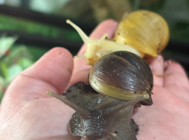 2 Giant African Land Snails