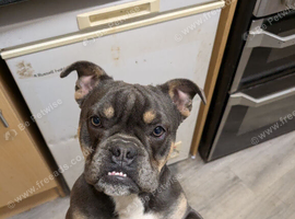 English bulldog cross french bulldog dog