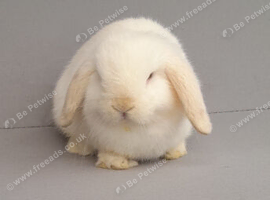 Beautiful mini lop rabbits ready now