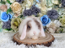 Vaccinated mini lop girl - ready now