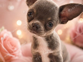 Tiny apples head lilac tri female pup.