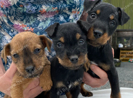 Lakeland / Patterdale Terrier Puppies