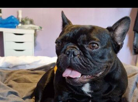 2 French bulldogs