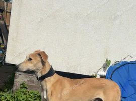 1 year old lurcher