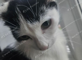 1 and half year old cat