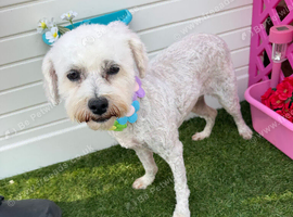 Looking For A Forever Home For Our Beloved Bella