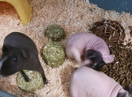 SKINNY PIGS FEMALE