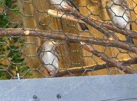 Goldfinch muld