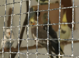 Cockatiels and budgies