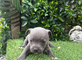 KC Registered Staffordshire Bull Terrier Puppies