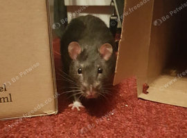2 male Rats
