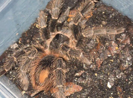 Mature male salmon pink tarantule