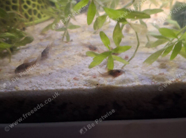 Juvenile bronze corey cats