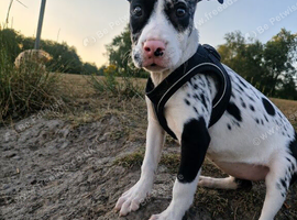 Female staffie cross for rehome