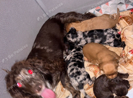 Cocker spaniel pups