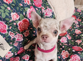 Blue Merle chihuahua puppies