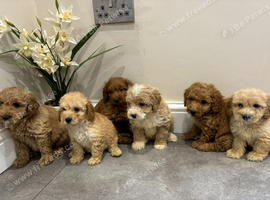 COTON NOODLES PUPPIES Ready NOW