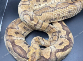 Fire Clown Ball Python Proven Breeder