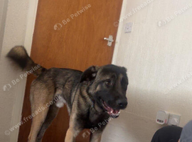 Belgian mali x caucasian Shepherd