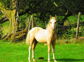 Welsh sec c filly and colts