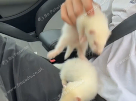 Albino male 8 weeks old ready to go