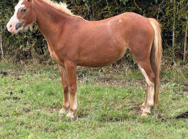 Beautiful Welsh section A filly
