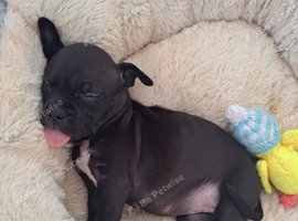 (Last pup) Female