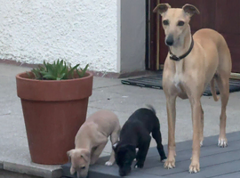 Whippet pups