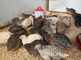 29 7 week old quails for sale