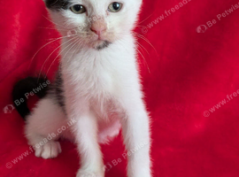 4 beautiful Turkish van X ragdolls babies