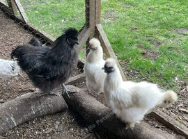Silky rooster
