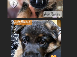 Gorgeous pedigree German Shepherd Puppies