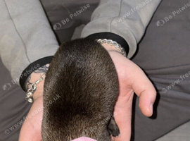 Belgian shepherd puppies