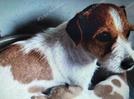 3 Jack Puppies