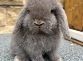 Miniature lop babies true to type