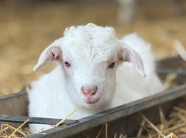 Goats for sale