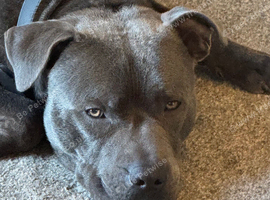 Male blue Staffy