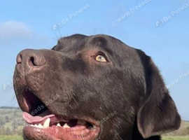 For Stud - Fully health tested KC Dark Chocolate Labrador