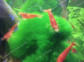 Red cherry shrimp &pound;1 each