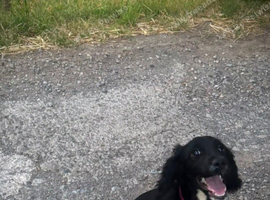 Beautiful outgoing cocker spaniel girl