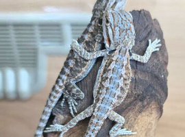 BEARDED DRAGONS WITH A TINT OF RED