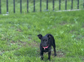 Jack Russell girl