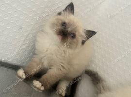 RAGDOLL MALE