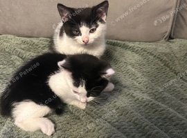 Black and white kittens