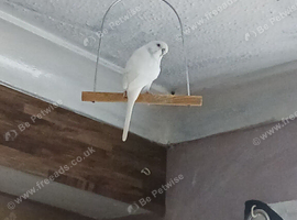 adult budgie , 2cages and accessories