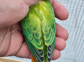 Green opaline lovebirds for sale
