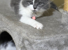1 Beautiful Scottish Fold Kitten